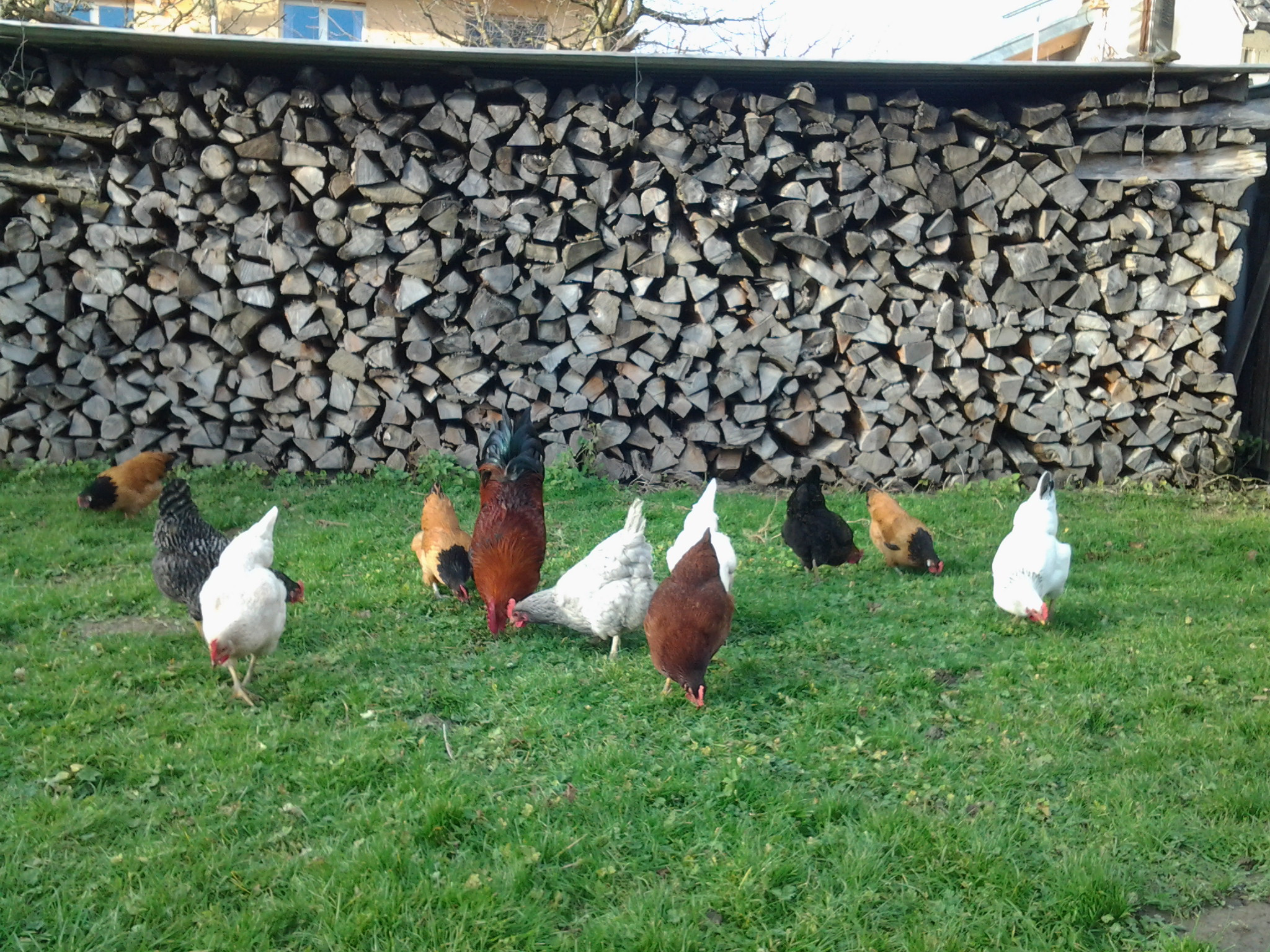 Hühner im Hühnerhof