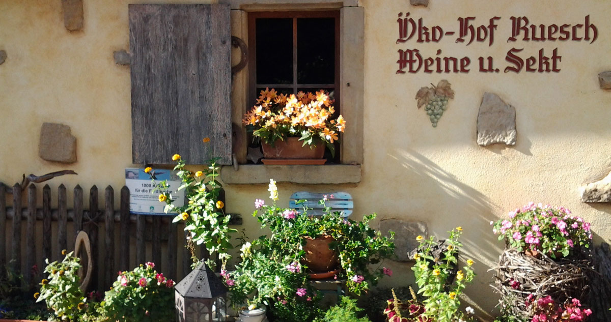 oekoweingut ruesch markgraeflerland gebaeude